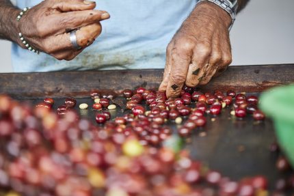 specialty coffee nicaragua