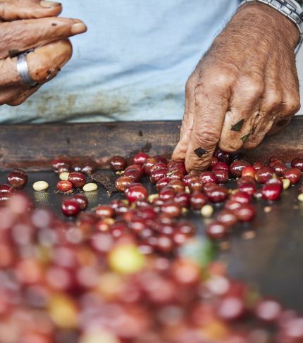 specialty coffee nicaragua